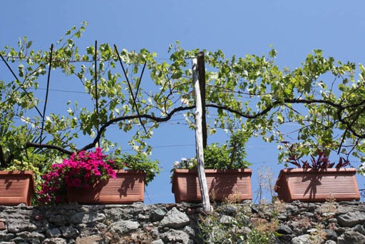 grape vines
