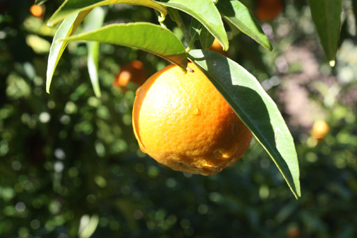 oranges in our grove
