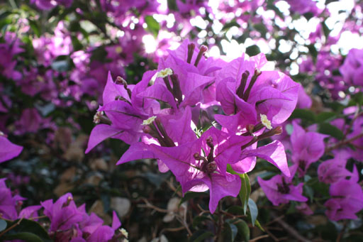 bougainvillea